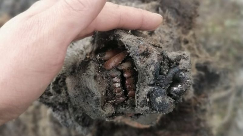 Syberia: znaleziono doskonale zachowane szczątki niedźwiedzia z epoki lodowcowej