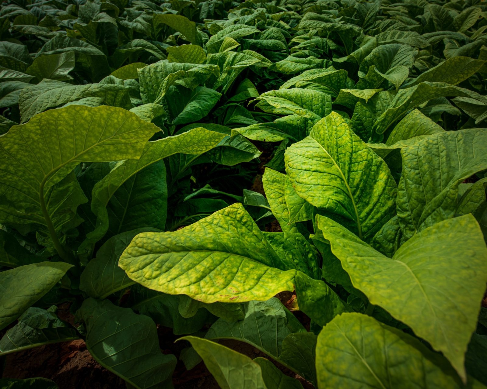 Pierwsza szczepionka na grypę z tytoniu przeszła testy kliniczne. Badania opublikował “Lancet”