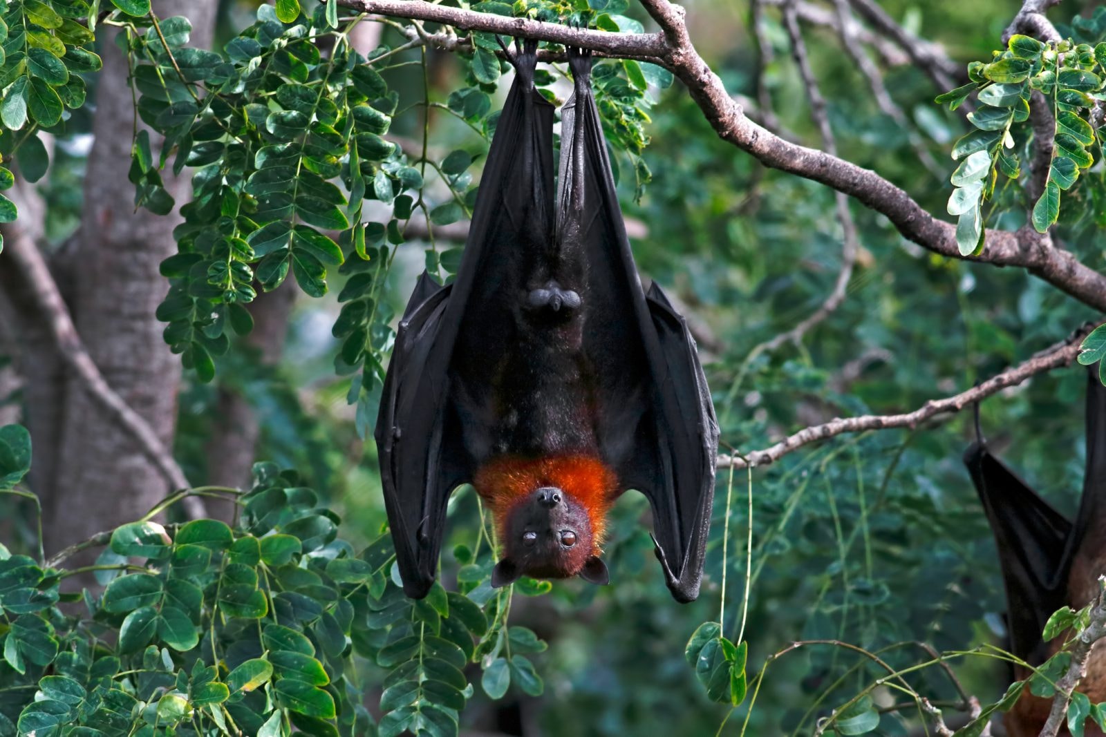 Te nietoperze pomagają dbać o kondycję lasów. Ale w przyszłości może ich zabraknąć