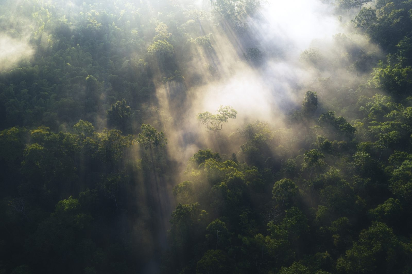 Tylko 3 proc. powierzchni Ziemi wygląda jak w 1500 roku