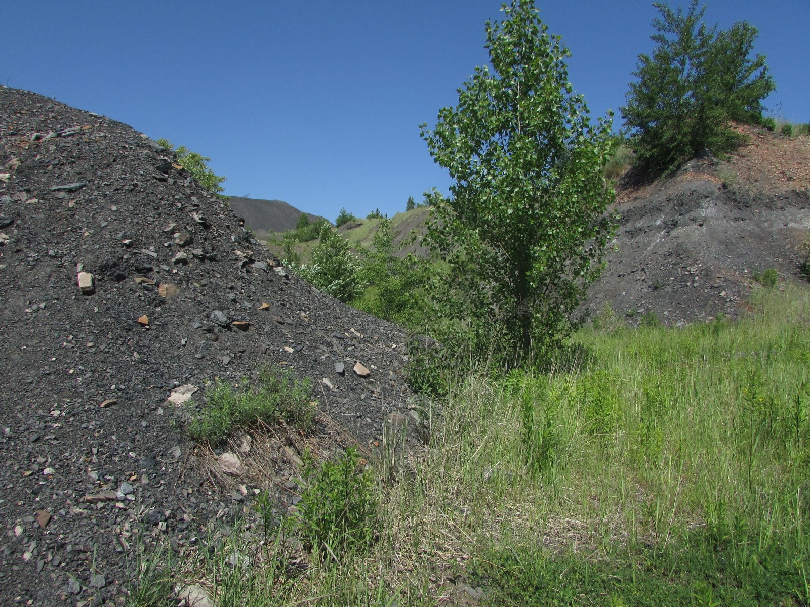Złożona rzeźna terenu hałdy “Wrzosy” w Pszowie (Rybnicki Okręg Węglowy) / fot. Łukasz Kruszewski