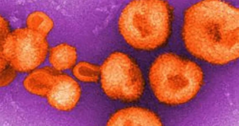 wirus-chapare-wywoluje-objawy-podobne-do-wirusa-eboli-fot-cdc