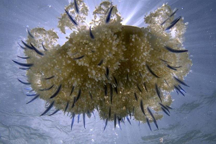 meduza-moze-poparzyc-ludzi-nawet-bez-dotykania-ich-fot-getty-images