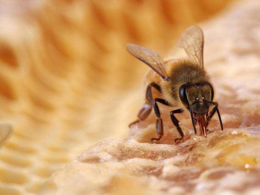 wytrenowane-pszczoly-wysuwaly-jezyki-za-kazdym-razem-gdy-mialy-do-czynienia-z-zakazona-probka-fot-getty-images