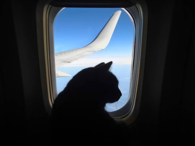 kot-w-samolocie