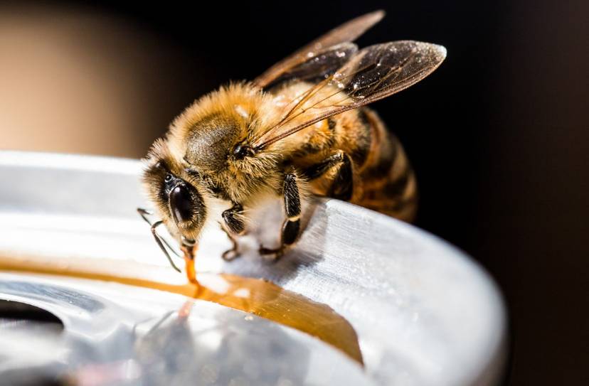 pszczoly-moga-uczyc-sie-od-siebie-nawzajem-i-uzywac-narzedzi-potrafia-tez-liczyc-i-wykonywac-podstawowe-rownania-matematyczne-fot-getty-images