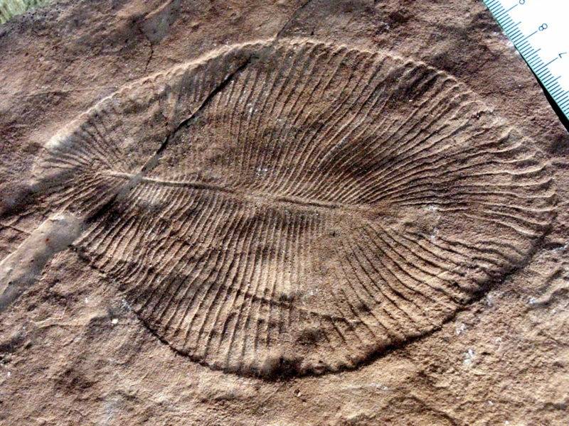 skamienialosc-dickinsonia-costata-jednego-z-prehistorycznych-organizmow-fot-wikimedia