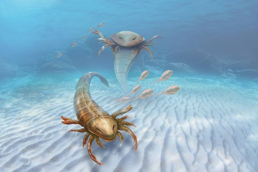 w-morzach-zyly-skorpiony-wielkosci-czlowieka-na-szczescie-juz-wymarly-fot-patrick-lynch-wikimedia-commons-cc0