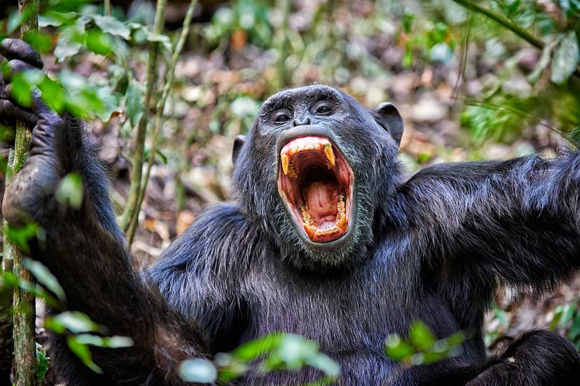 atakujacy-szympans
