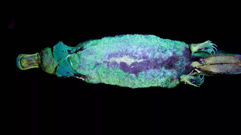 futro-dziobakow-jest-fluorescencyjne-zbadano-to-na-muzealnych-okazach-fot-mammalia-2020