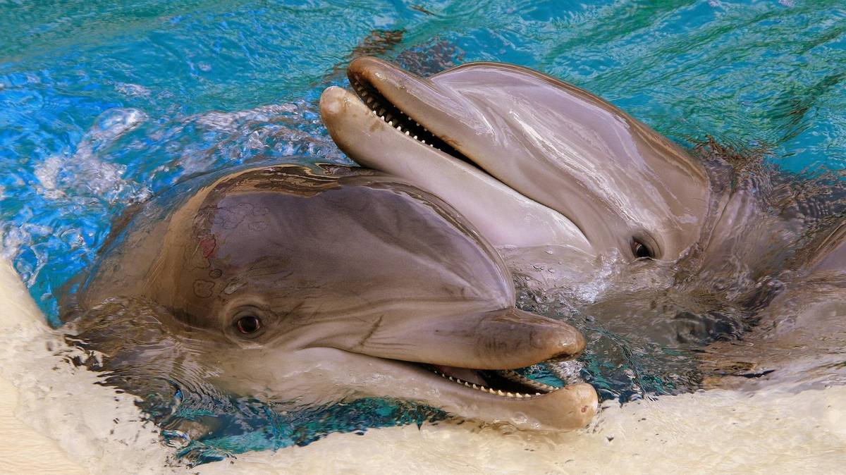 Niezwykłe badanie anatomiczne: samice delfinów mają w pełni funkcjonalne łechtaczki