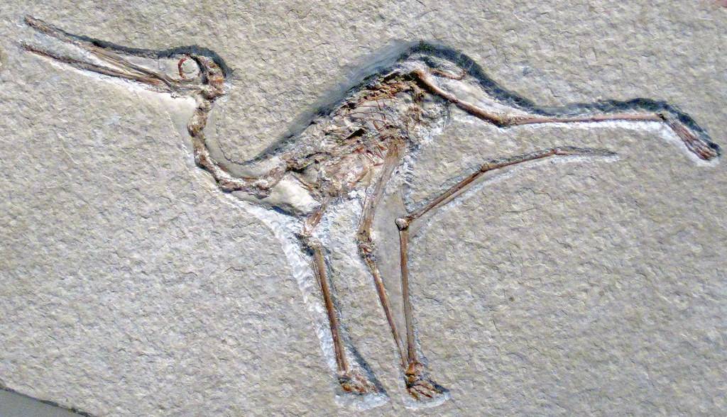 100 milionów lat temu pterozaury rządziły na niebie. Odkryto ich dobrze zachowane szczątki