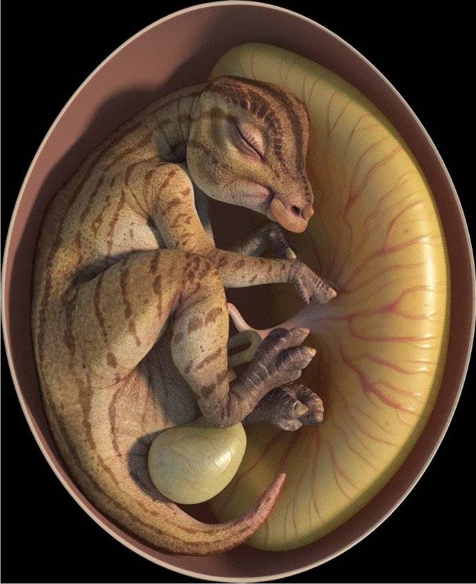 Znaleźli zarodki dinozaurów. Niesamowite odkrycie sprzed 66 mln lat