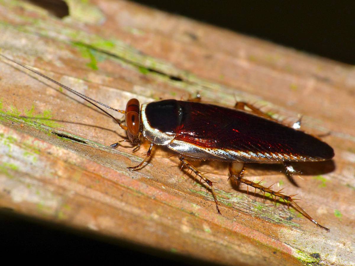 Naukowcy mogą już edytować geny karaluchów. Tylko po co?