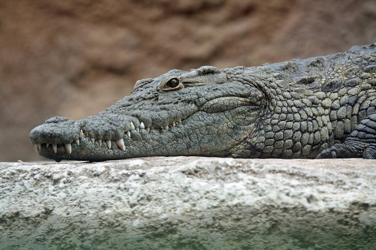 Dawniej krokodyle zamieszkiwały oceany. Nowe odkrycie może wyjaśnić, dlaczego się to zmieniło