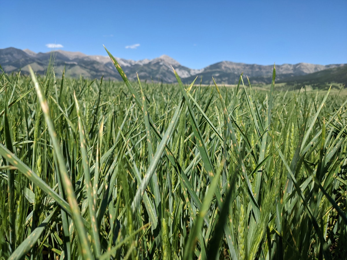 Jak rośliny reagują na dotyk i co za tym stoi?