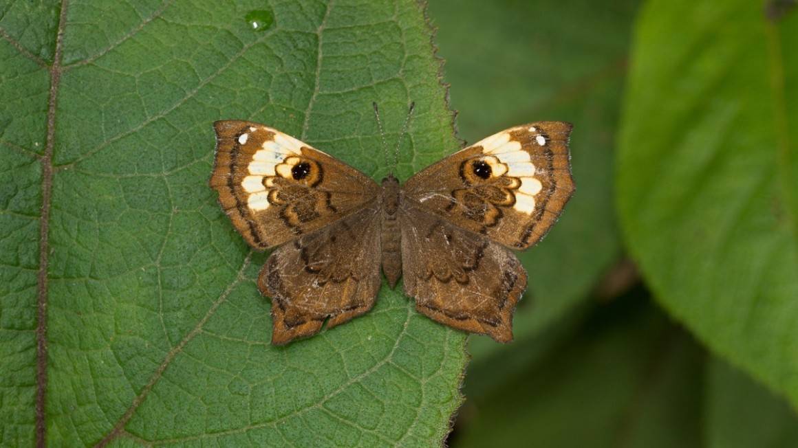 Mesosemia cordillerensis &#8211; jeden z rzadkich gatunków kolumbijskich motyli
