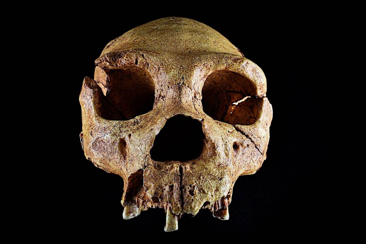 Czaszka Homo heidelbergensis /Fot. University of Cambridge
