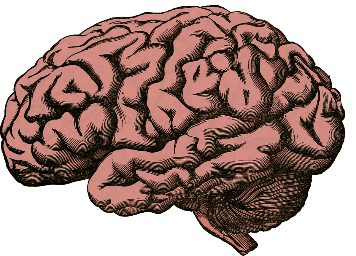 Co sprawia, że ludzki mózg jest tak niezwykły?