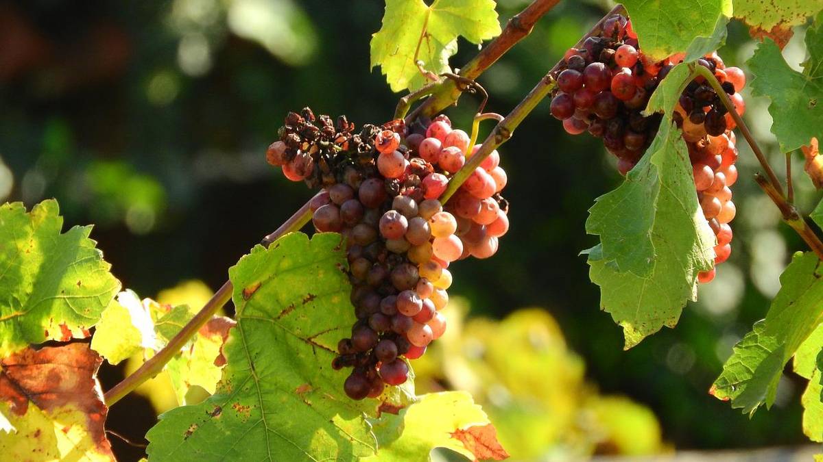 Zmiany klimatu wpływają na smak wina. Jak to możliwe?