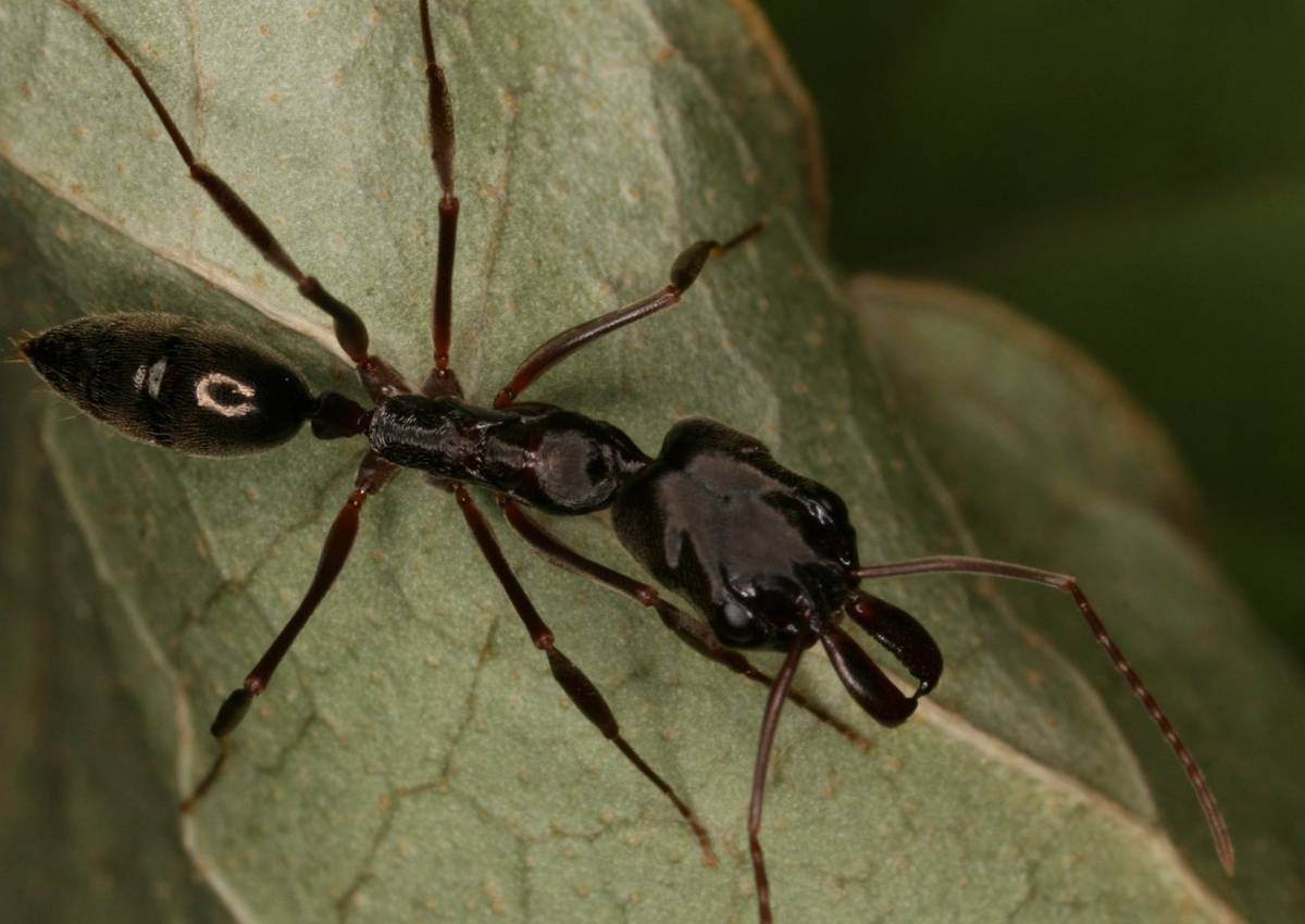 Mrówki Odontomachus brunneus /Fot. Wikimedia Commons
