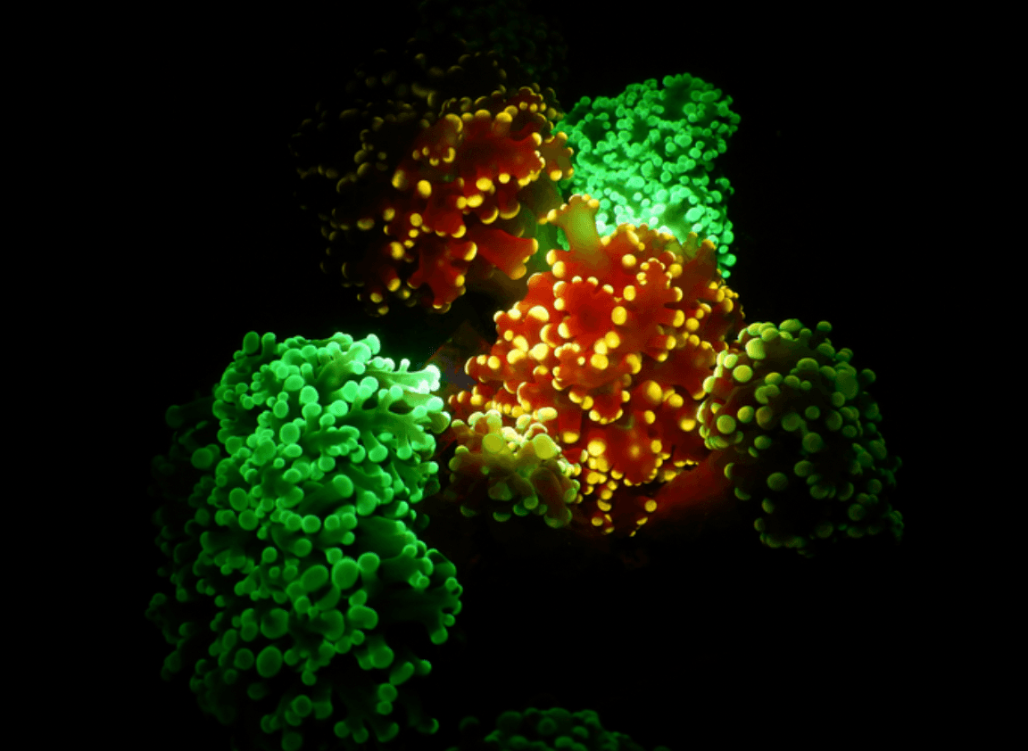 Fluorescencja koralowców głębinowych /Fot. TEL AVIV UNIVERSITY
