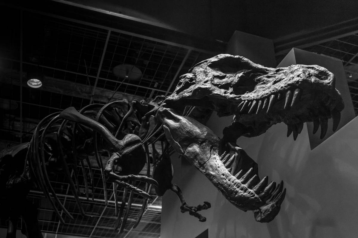 Nie ma wątpliwości &#8211; tyranozaur był jednym gatunkiem /Fot. Pixabay
