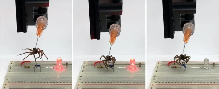 Martwy pająk w roli… robota. Aż trudno uwierzyć w ten pomysł