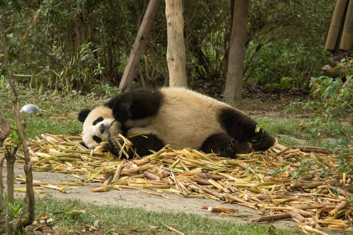 Czemu pandy nie chudną, choć żywią się tylko bambusem? Wyjaśnia to badanie na… myszach