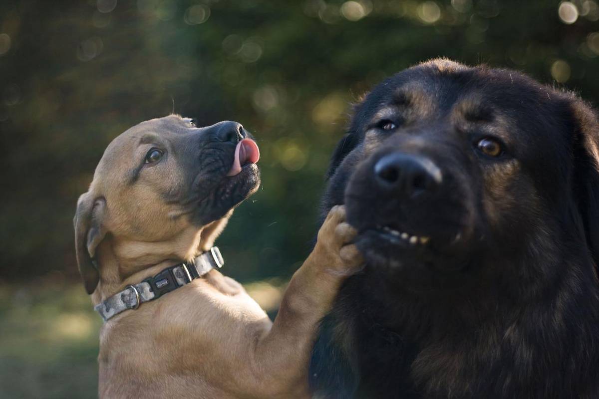 Psy widzą świat w niezwykły sposób. Jak ułatwia im to zmysł węchu?