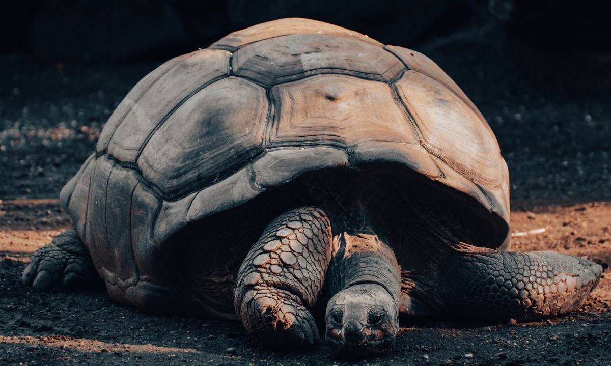 Sycylijskie żółwie olbrzymie były mniejsze od żółwi słoniownych z Galapagos /Fot. Pixabay

