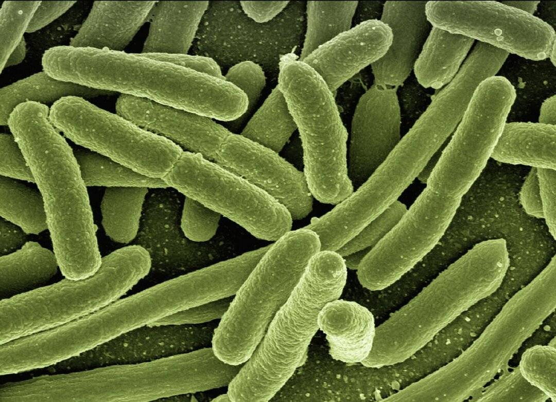 Bakterie E.coli

