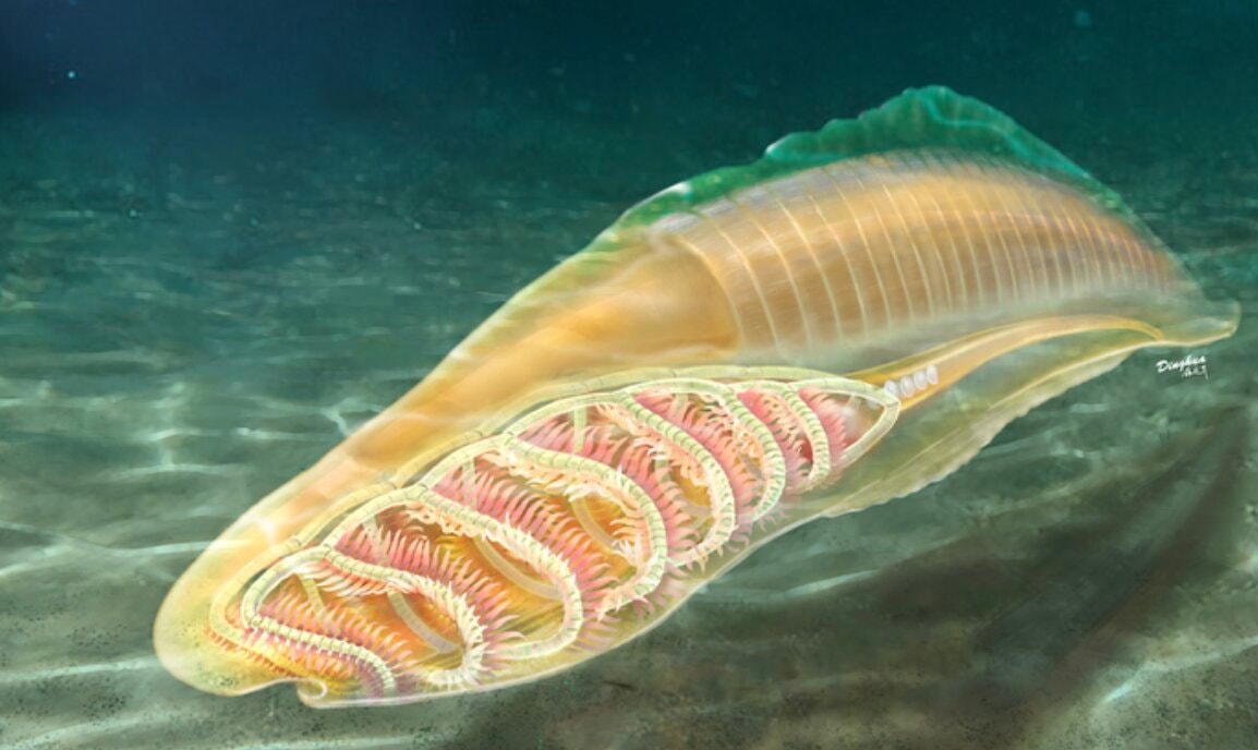 Yunnanozoon – wizja artystyczna /ilustracja: YANG Dinghua