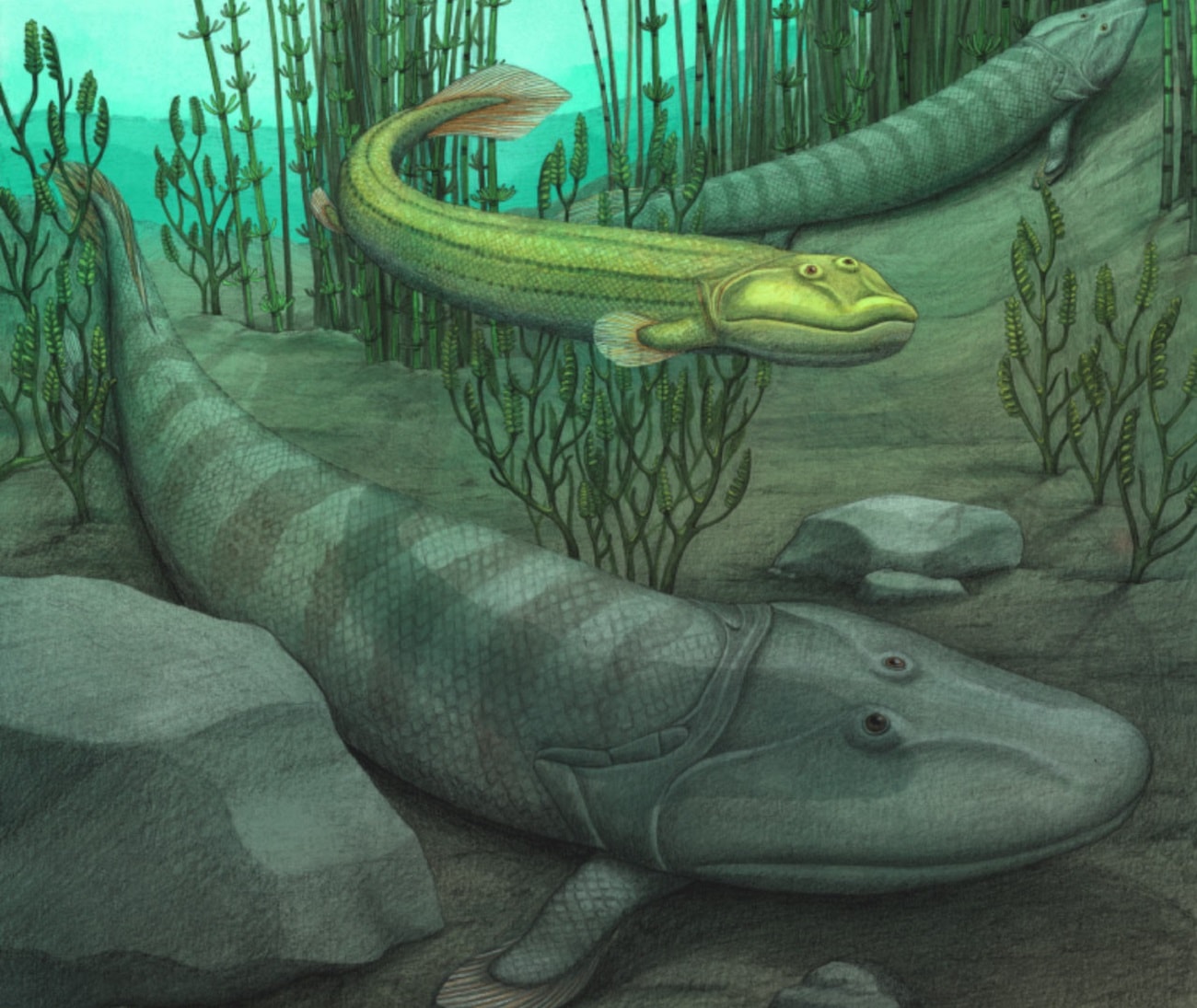 Życie na lądzie jej się nie spodobało, więc wpłynęła na całą ziemską ewolucję. Ta ryba postanowiła wrócić do wody