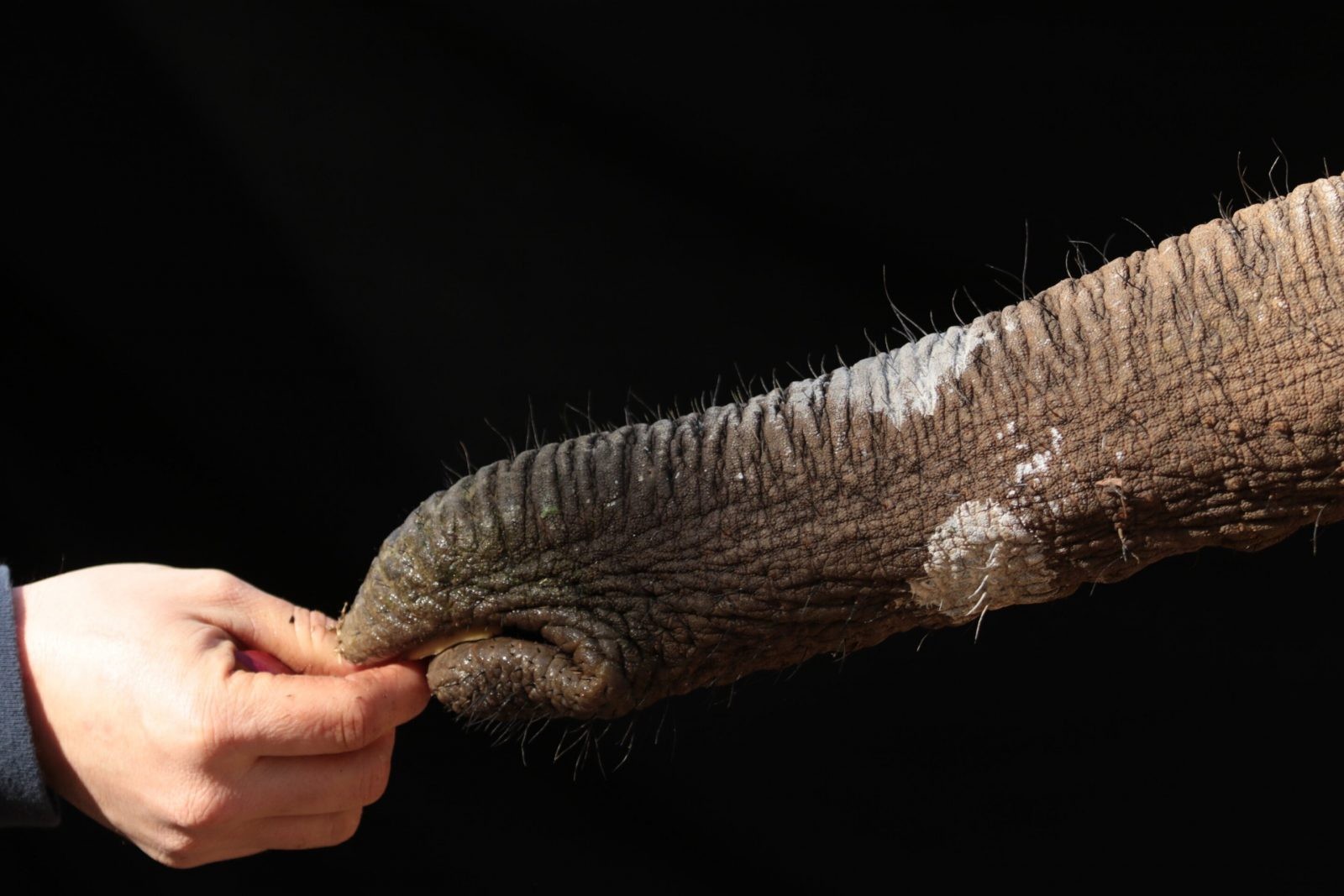 Trąba słonia swoją elastyczność zawdzięcza nie tylko mięśniom /Fot. Georgia Tech
