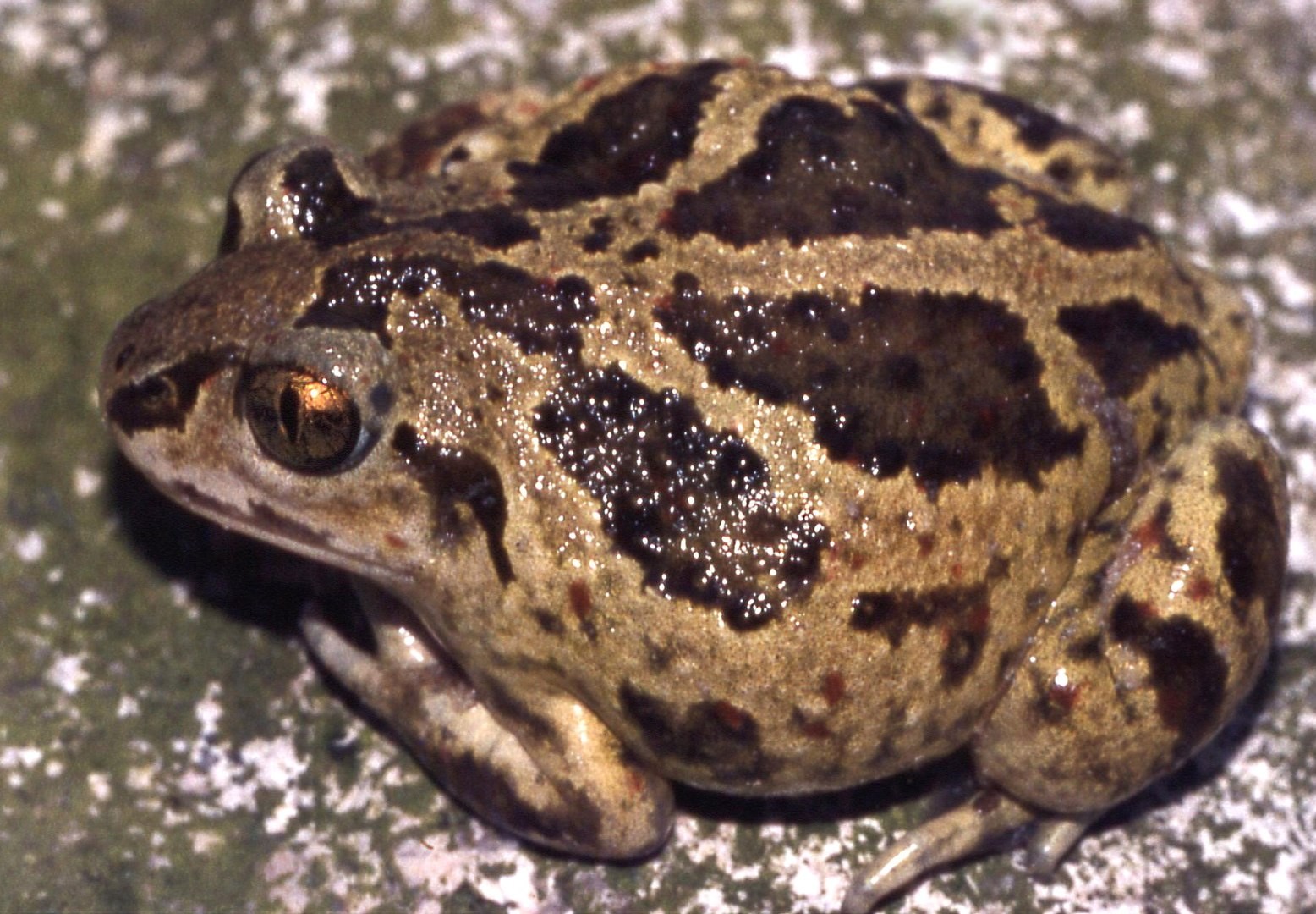Wpaść jak… żaby w bagno. Naukowcy znaleźli śmiertelną pułapkę sprzed 45 milionów lat