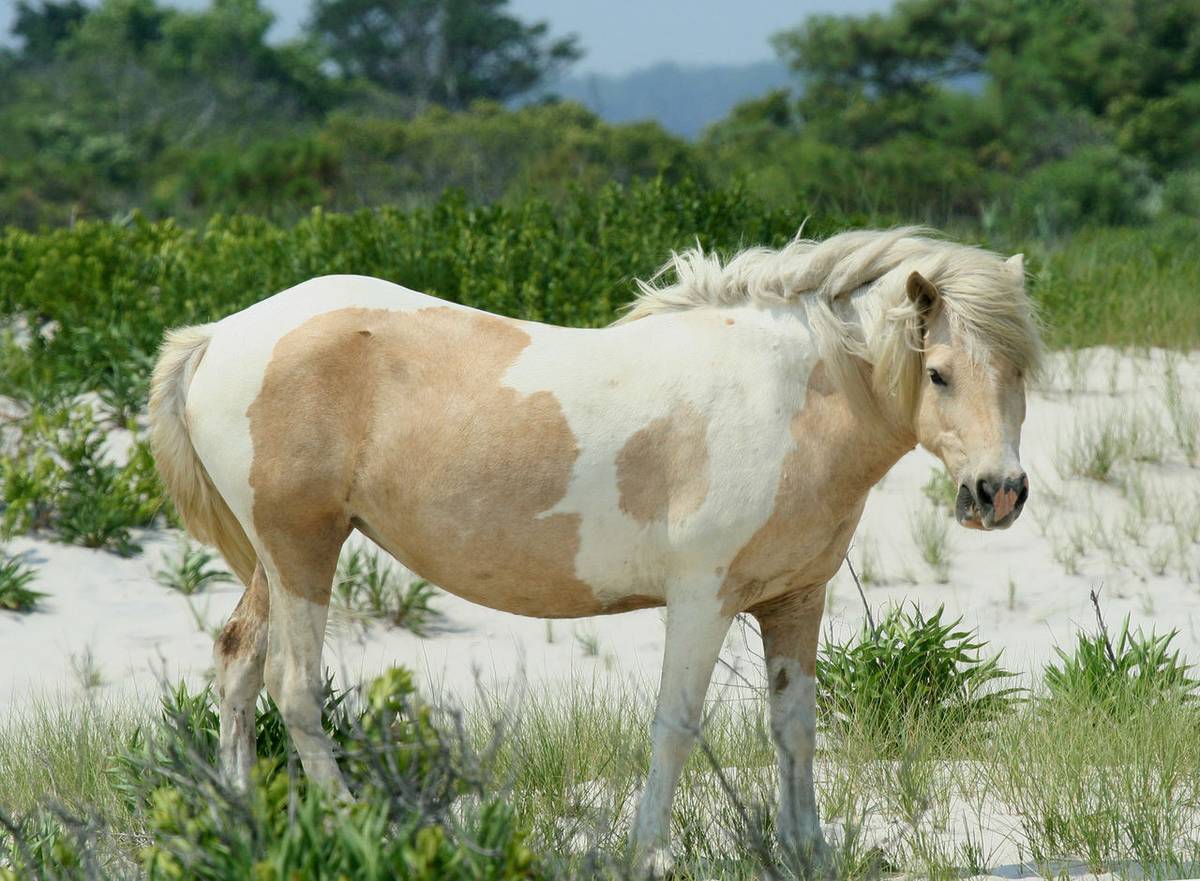 Skąd się wzięły dzikie konie w Ameryce? Ludowe opowieści mogą być zaskakująco prawdziwe