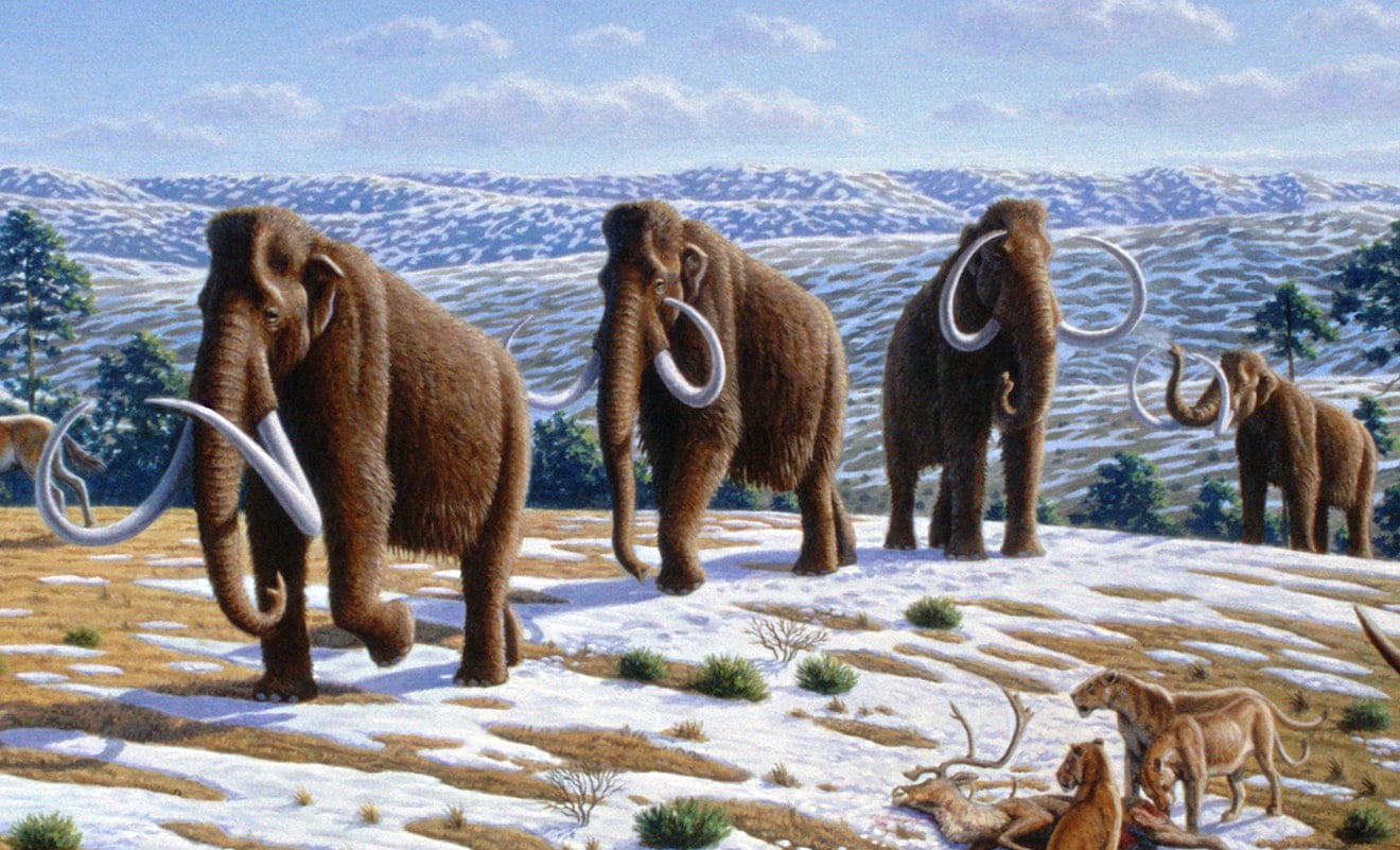 mamut