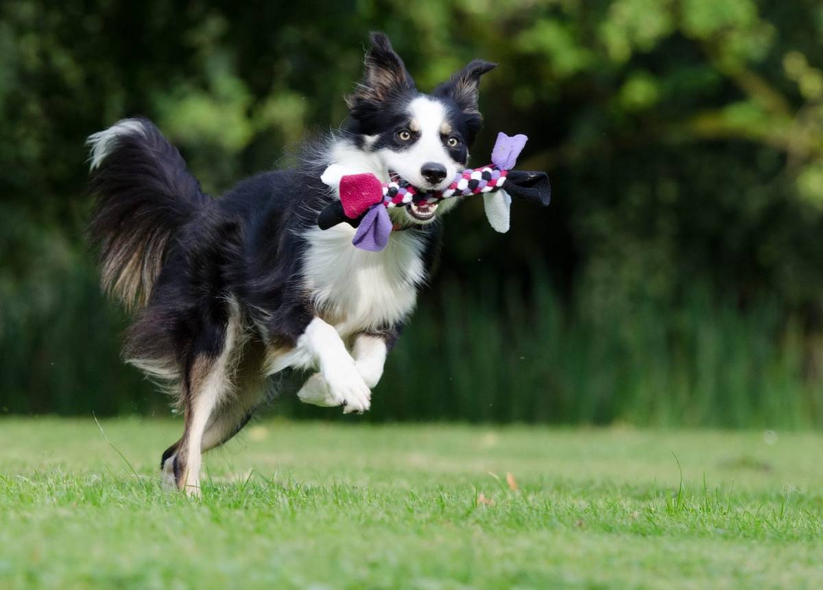 Utalentowane psy lubią się częściej bawić &#8211; potwierdzono to naukowo /Fot. Pixabay
