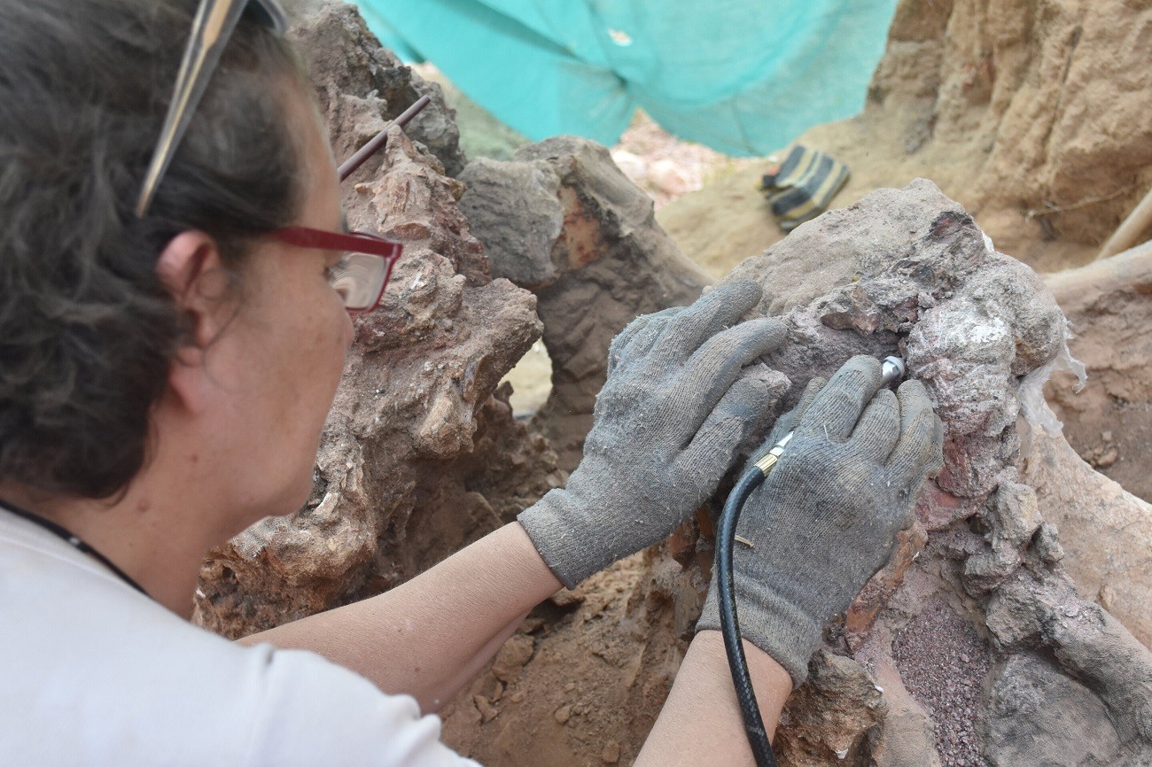 Rekordowy szkielet dinozaura znaleziony w Europie. To prawdziwy olbrzym