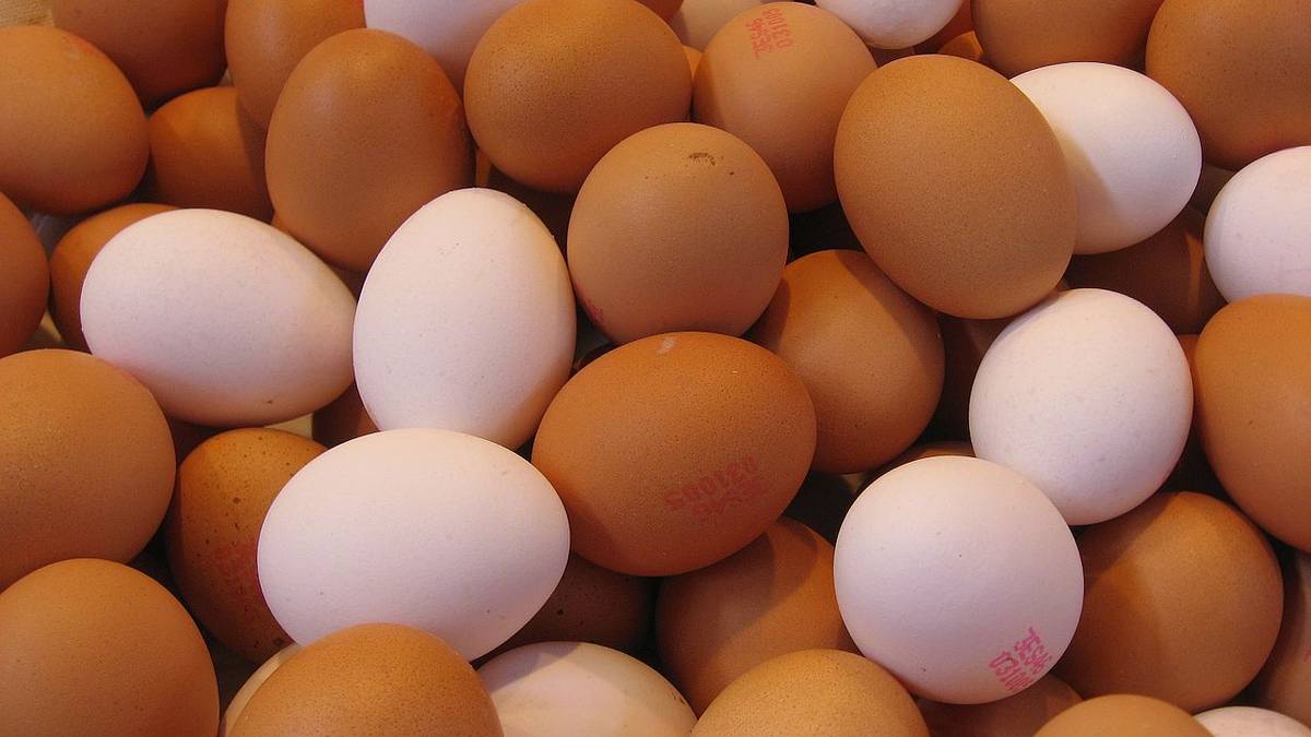 W australijskich kurzych jajach znajdują się podwyższone stężenia ołowiu. Pojawiły się alarmujące doniesienia