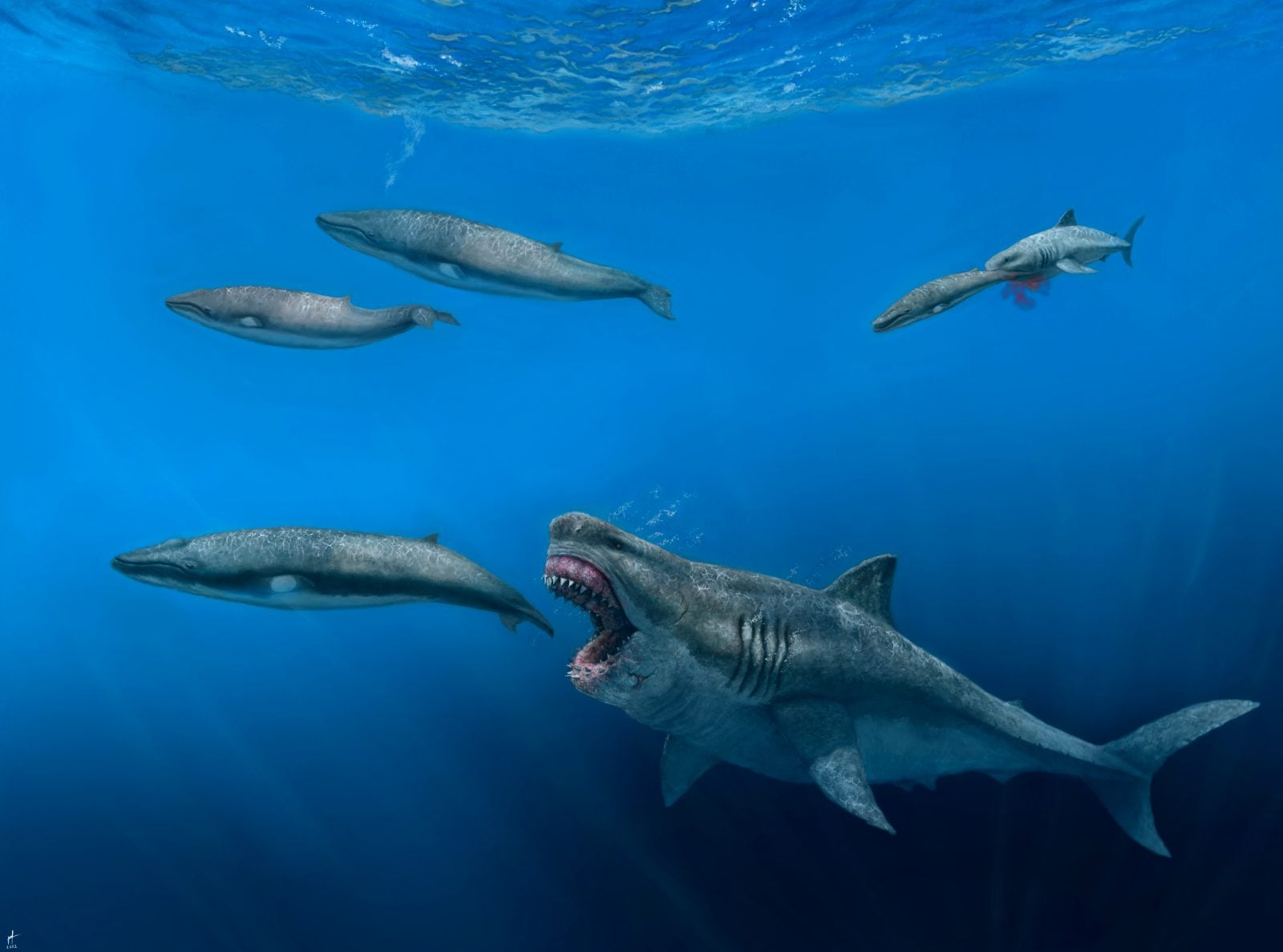 Ten stwór był postrachem pradawnych mórz! Niewiarygodne, jakich rozmiarów ofiary wybierał sobie megalodon