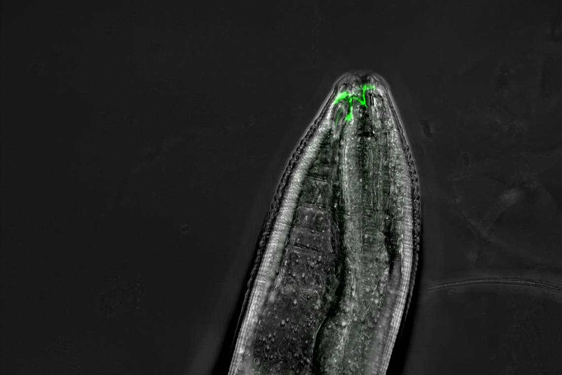 C. elegans
