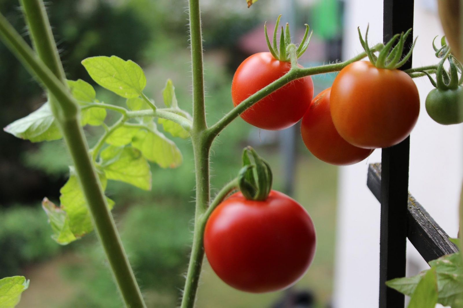 Coraz więcej warzyw można uprawiać na balkonach i w przestrzeniach miejskich /Fot. Pixabay
