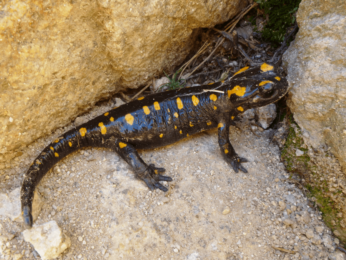 Salamandra corsica Savi, 1838 / źródło: Wikimedia Commons, CC-BY-SA 4.0
