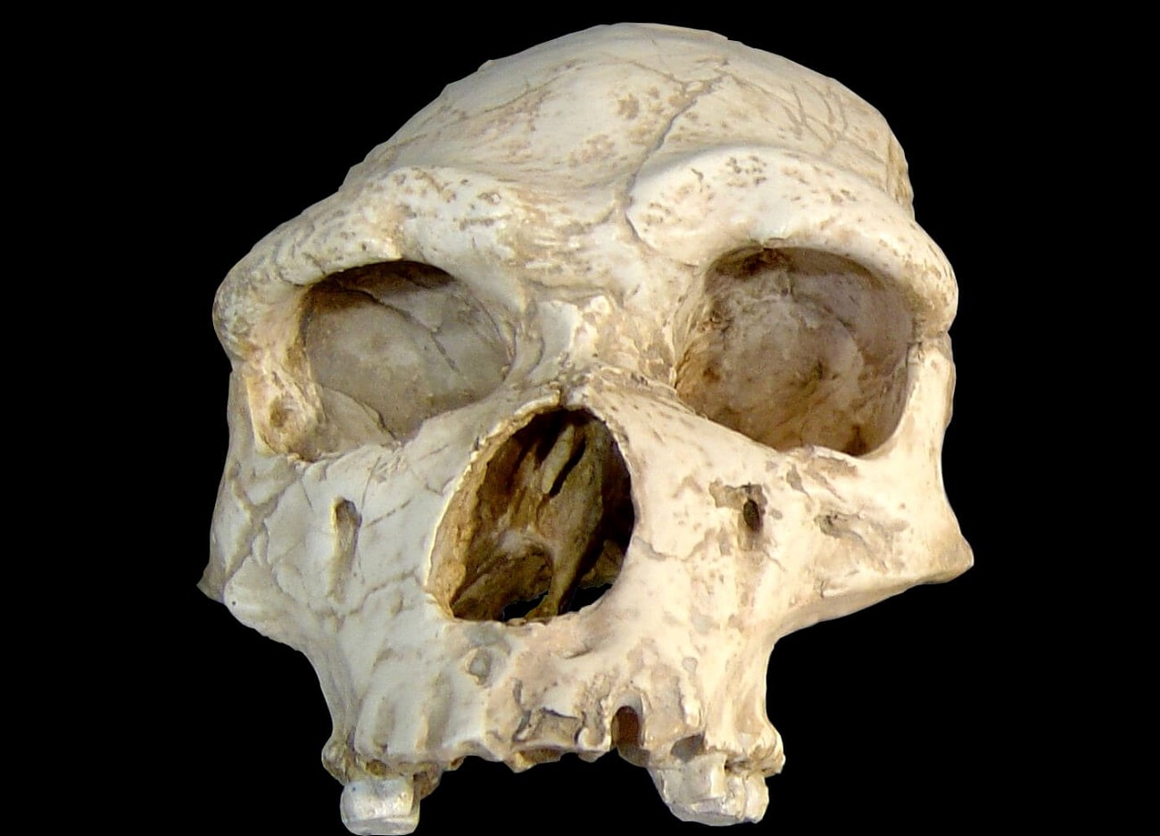 Ten ząb jest niezwykle stary. To istotny dowód dotyczący wyjścia człowieka z Afryki