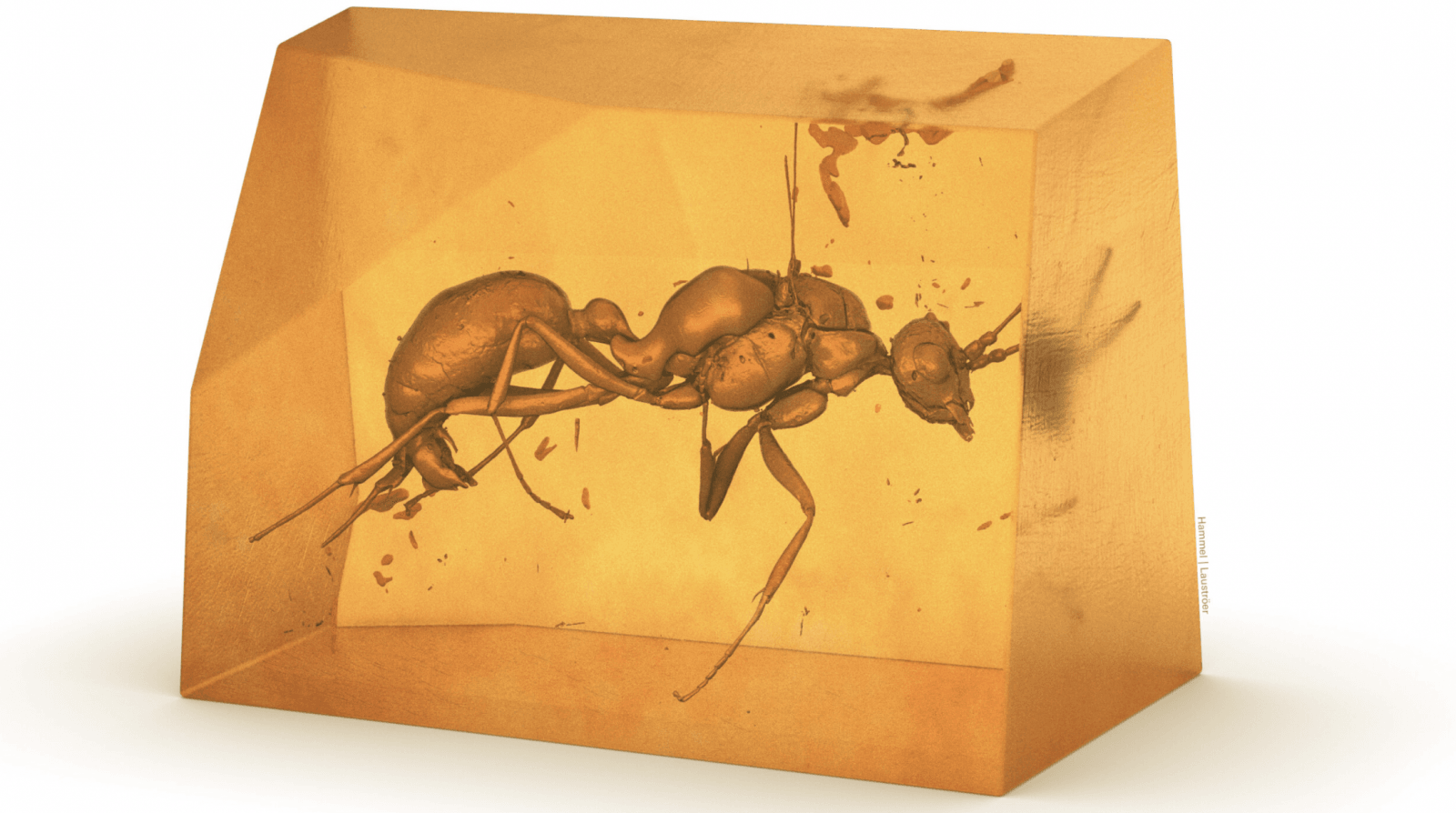 Nie udałoby się potwierdzić przynależności tej mrówki do nieznanego wcześniej gatunku, gdyby nie nowoczesne techniki /Fot. Hammel/Lauströer
