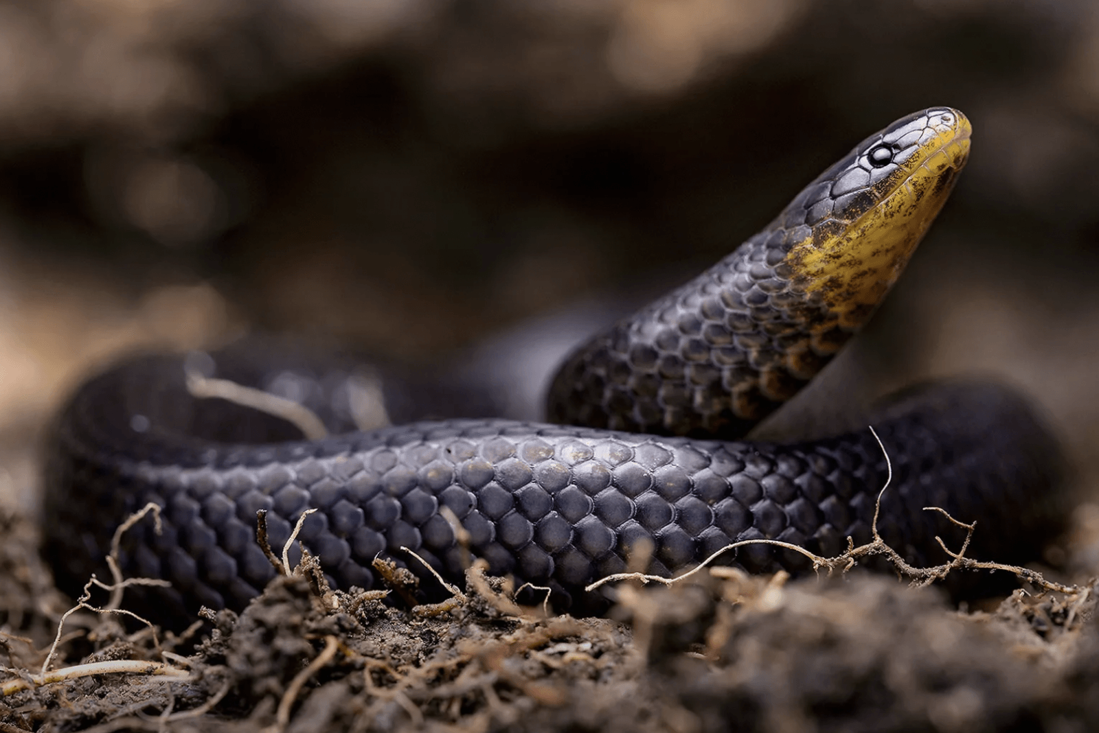 Atractus michaelsabini /Fot. Amanda Quezada