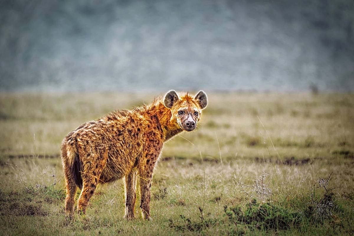 Hieny potrafią rozpoznawać się po nawoływaniach /Fot. Pixabay
