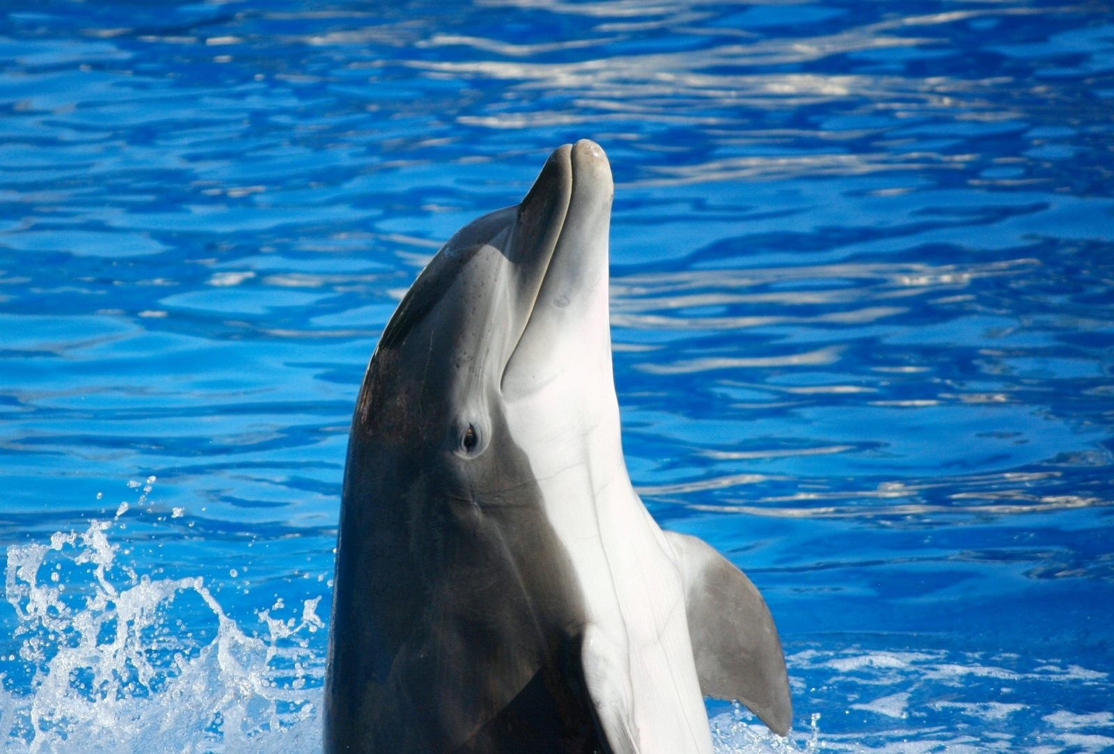 Zdrowe delfiny to zdrowy ocean &#8211; potwierdziły badania /Fot. Pixabay
